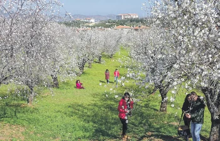 3 Günlük Datça Badem Çiçeği Festivali Turu