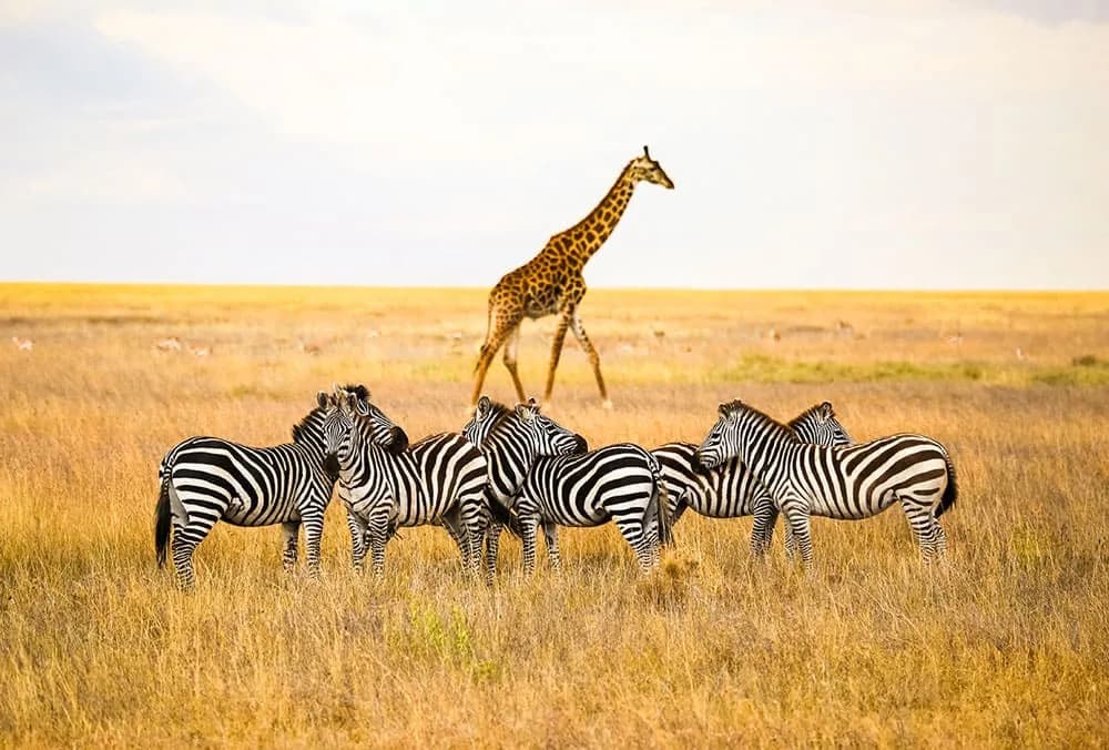 7 Günlük Kenya Büyük Göç Safari Turu, THY ile