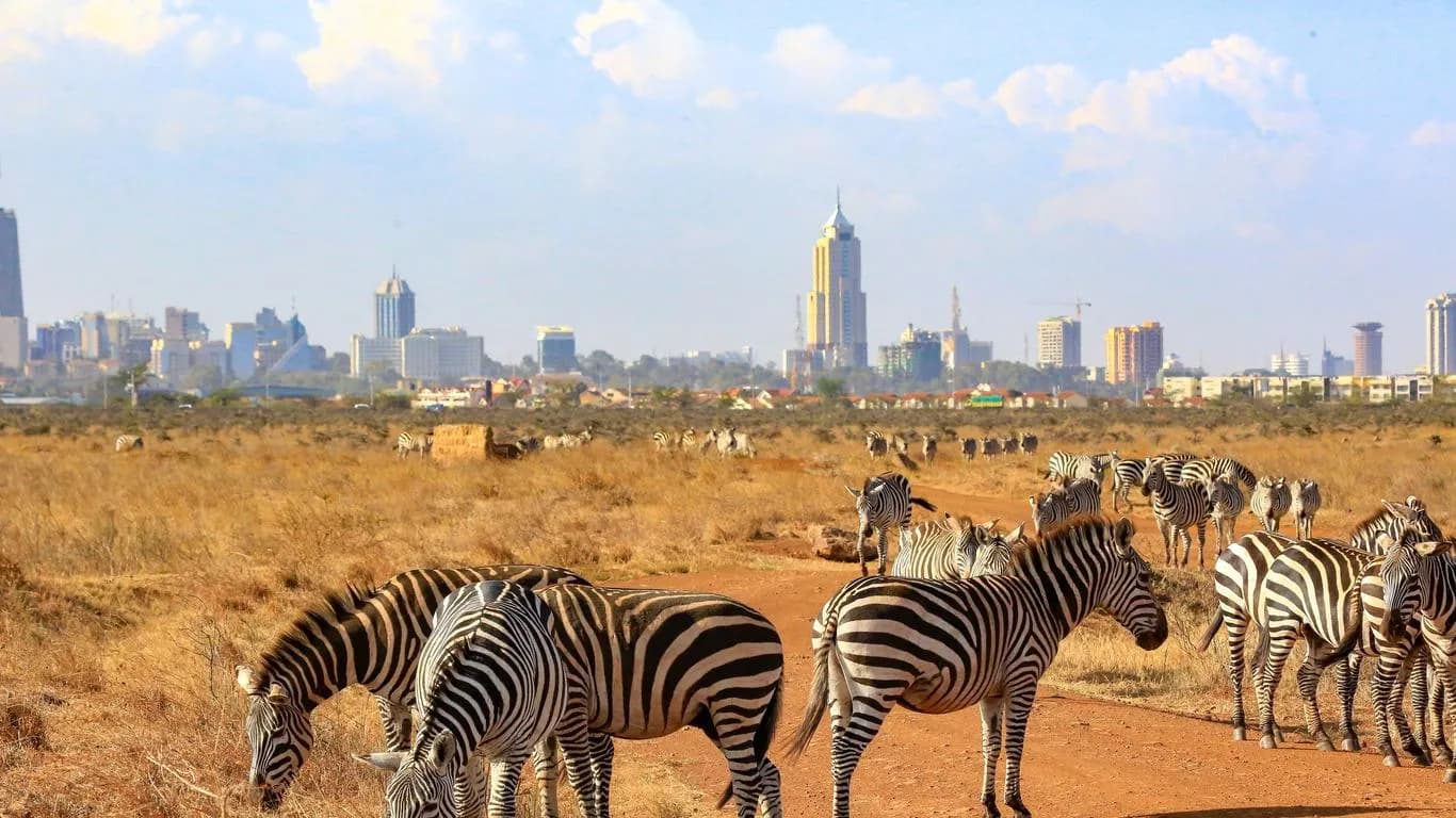 7 Günlük Kenya Büyük Göç Safari Turu, THY ile