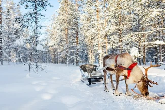 4 Günlük Lapland Turu, THY ile