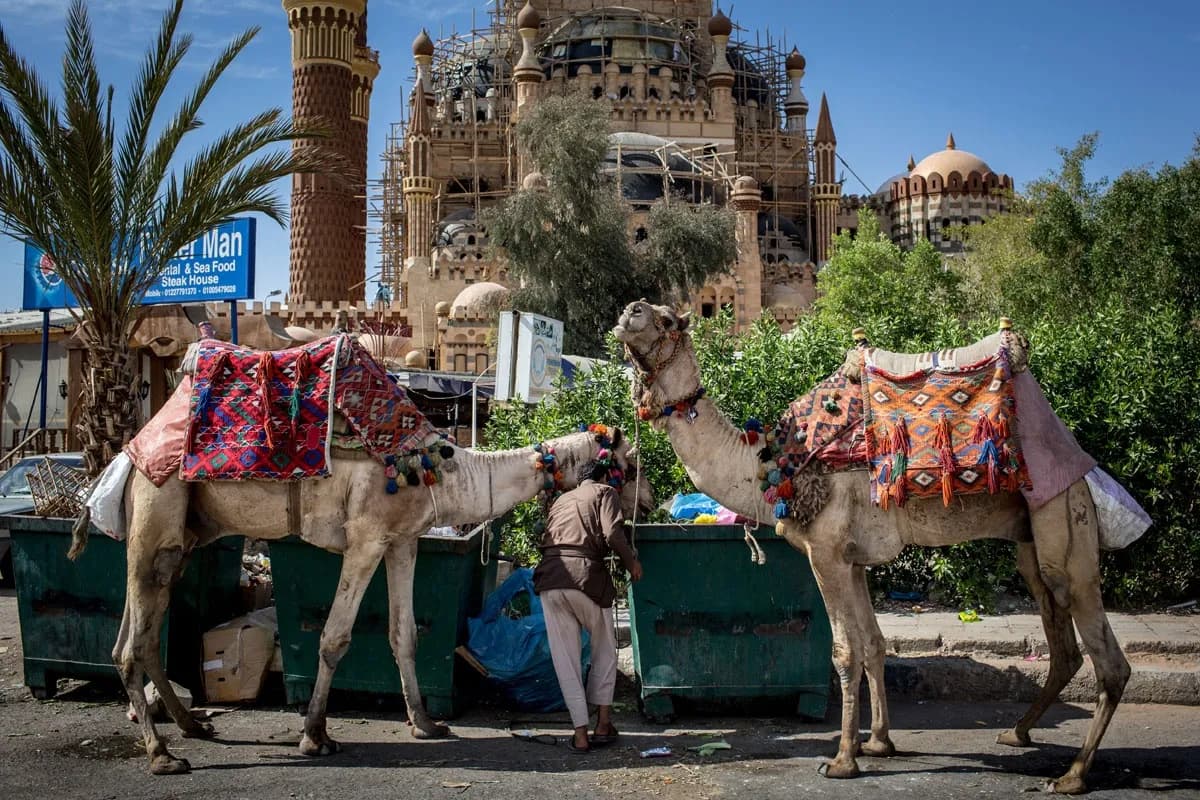 Sharm El Sheikh Turu, 6 Gün, Pegasus ile Vizesiz