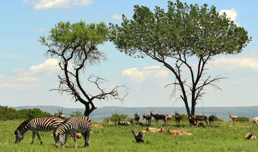 7 Günlük Güney Afrika Turu, Vizesiz