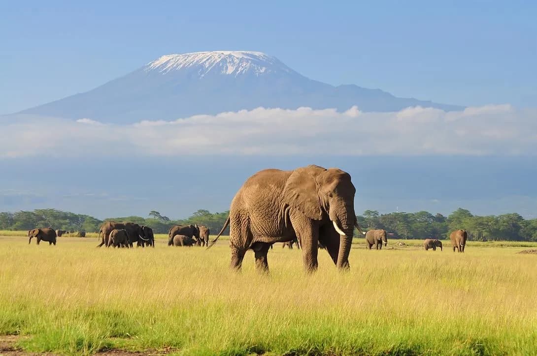7 Günlük Kenya Büyük Göç Safari Turu, THY ile