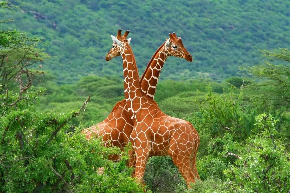 10 Günlük Güney Afrika 4 Ülke ve Victoria Şelalesi Turu, THY ile