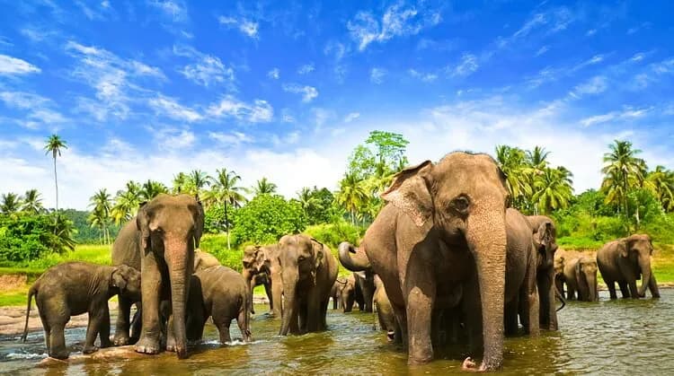 7 Günlük Sri Lanka Turu, THY ile Uçaklı