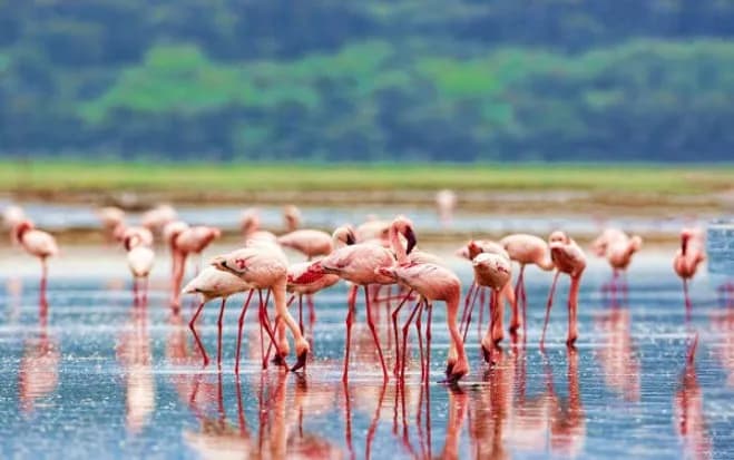 6 Günlük Kenya Safari Turu, THY ile Vizesiz